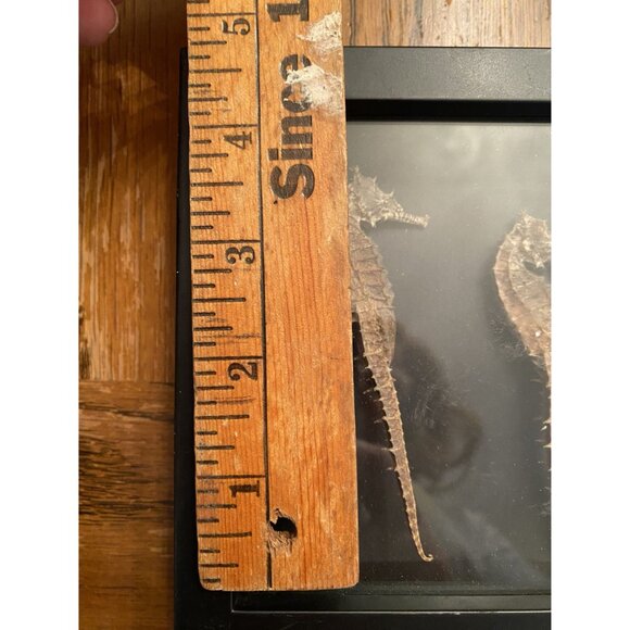 Framed Starfish & Coral Display Wall Art Decor - Picture 4 of 6